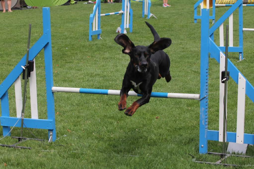 Puchar Polski Agility w Legnickim Polu