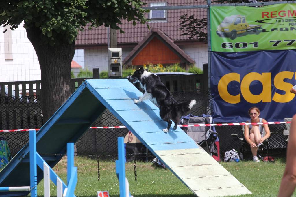 Puchar Polski Agility w Legnickim Polu