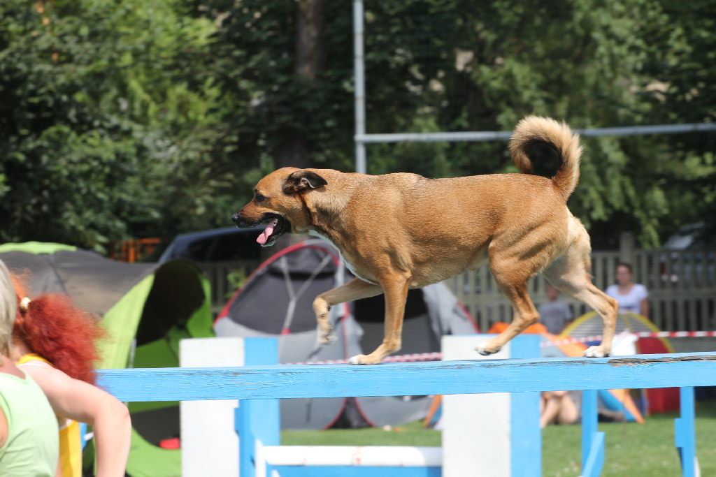 Puchar Polski Agility w Legnickim Polu