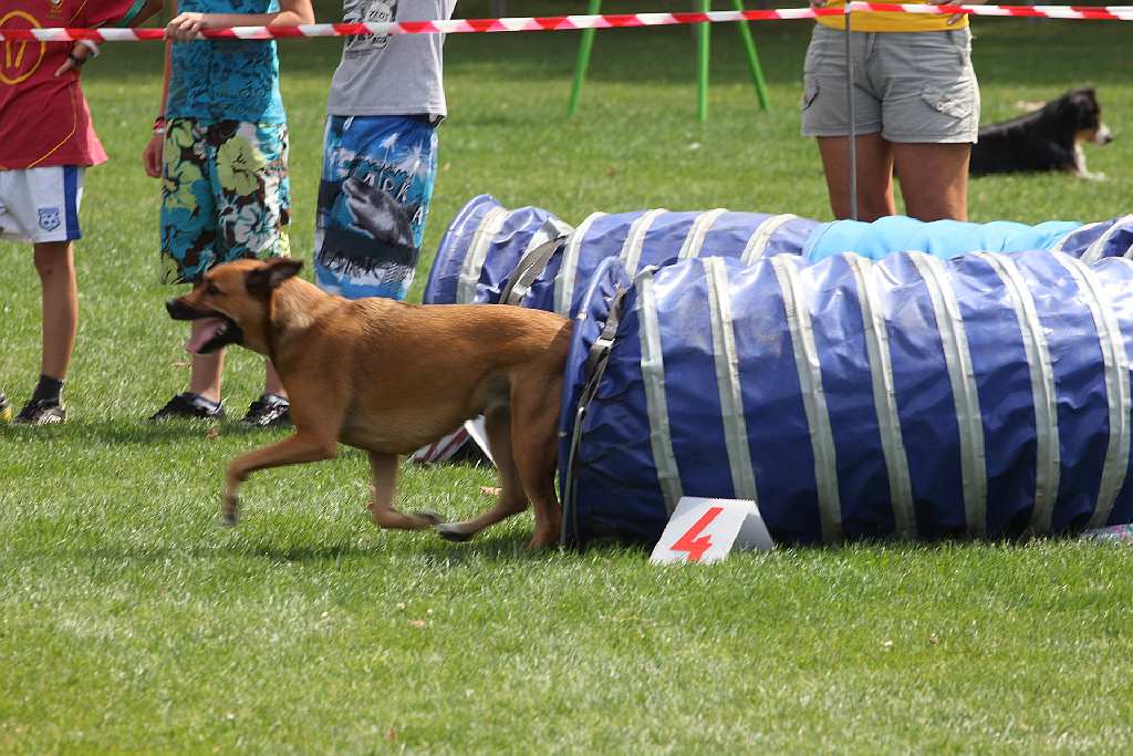 Puchar Polski Agility w Legnickim Polu
