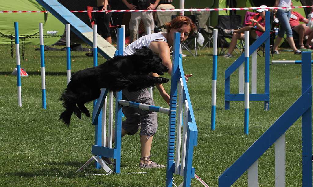 Puchar Polski Agility w Legnickim Polu