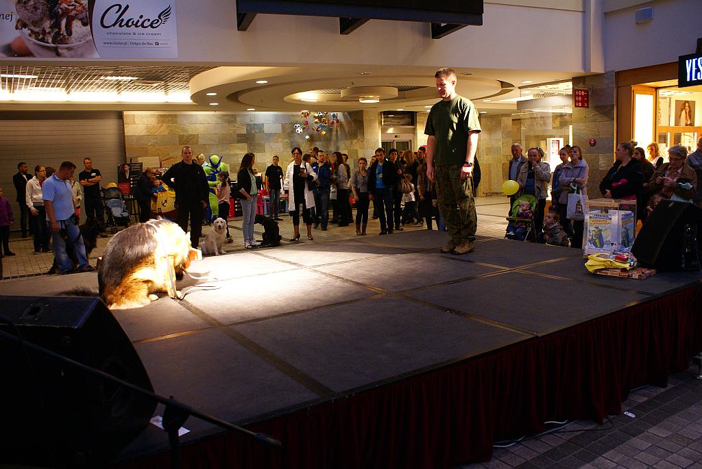 Flop Show prezentacje