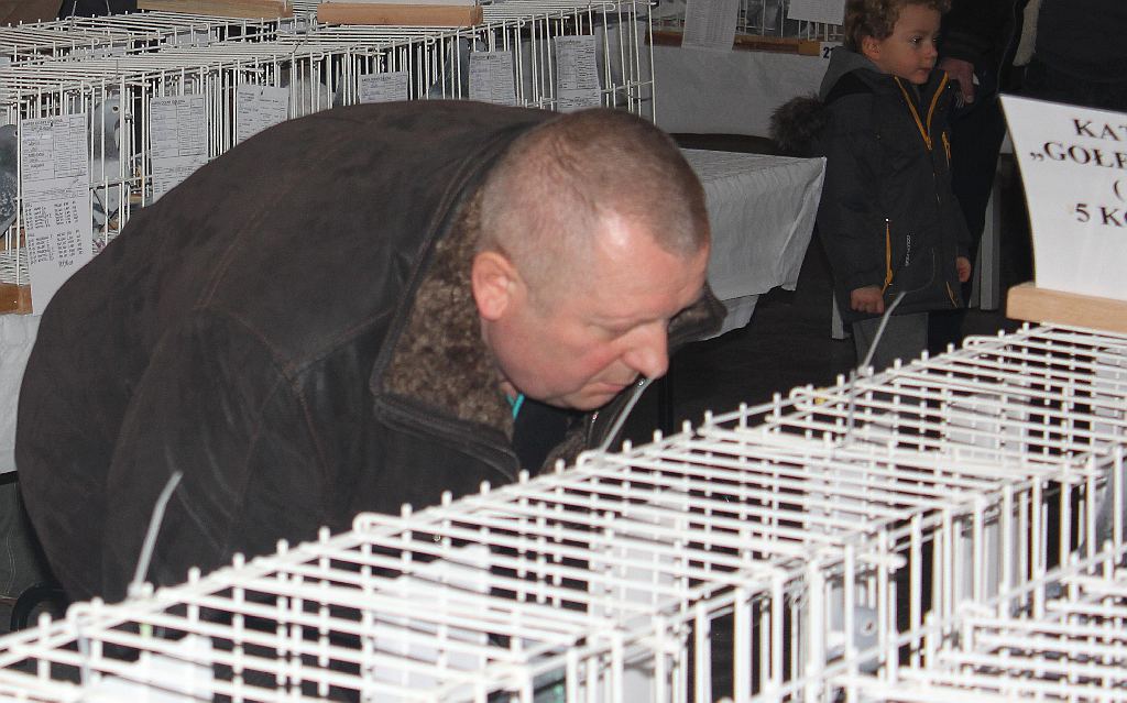 Wystawa Gołębi Pocztowych