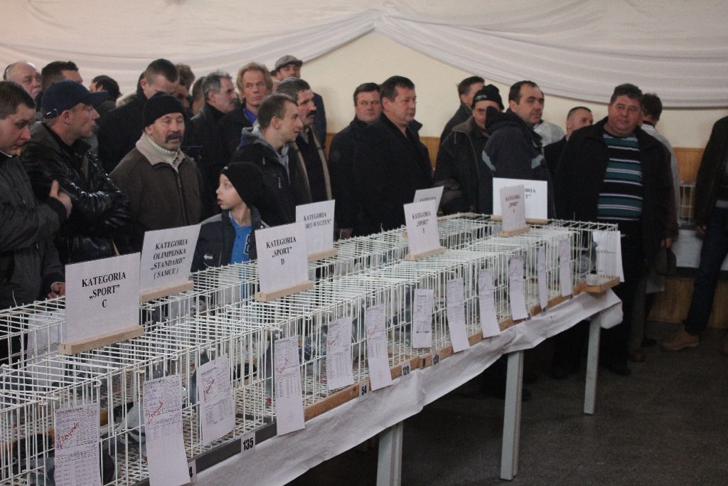 Wystawa Gołębi Pocztowych