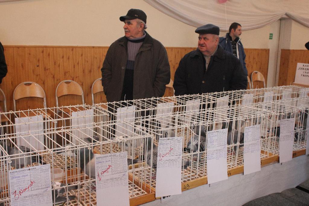 Wystawa Gołębi Pocztowych