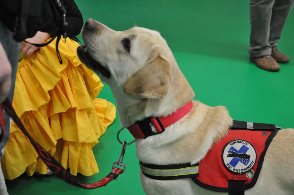 Psiakowy Bal Karnawałowy dla Dzieci