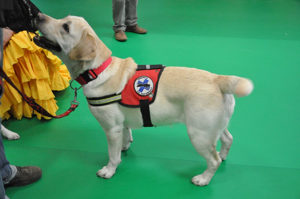 Psiakowy Bal Karnawałowy dla Dzieci