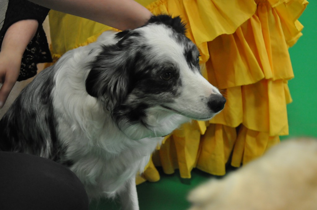 Psiakowy Bal Karnawałowy dla Dzieci