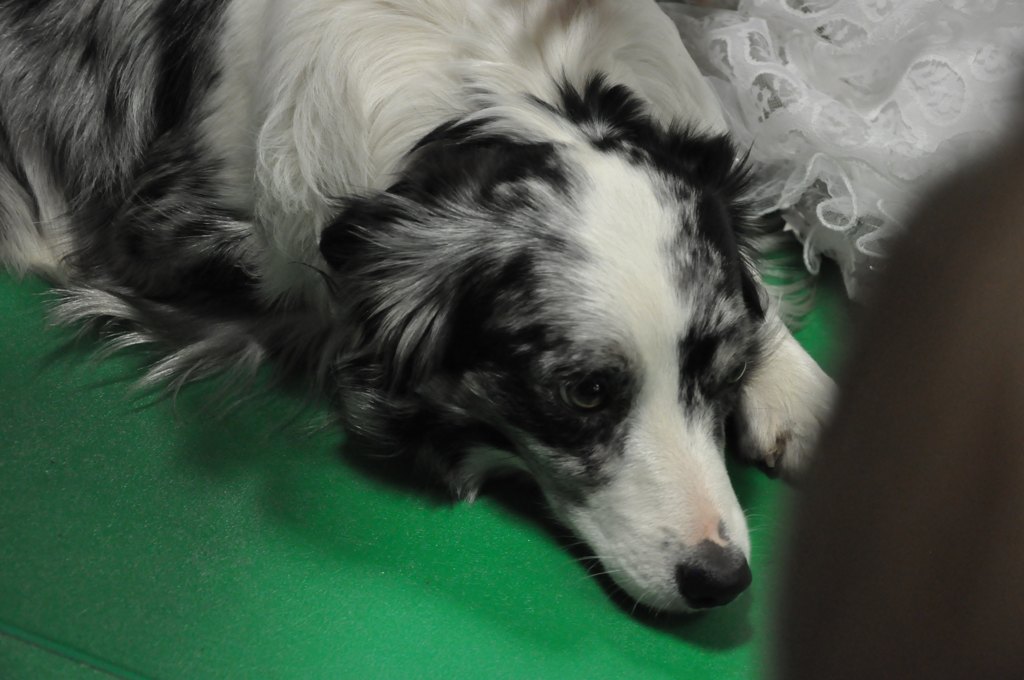 Psiakowy Bal Karnawałowy dla Dzieci