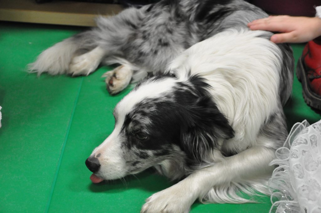 Psiakowy Bal Karnawałowy dla Dzieci