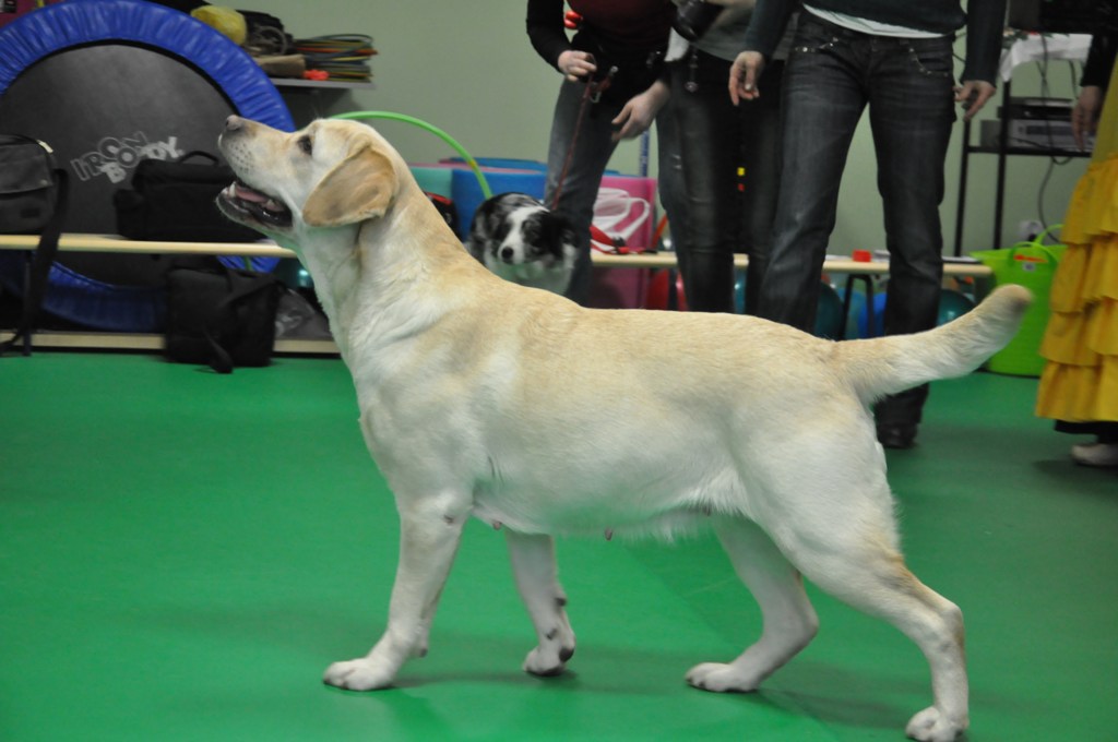 Psiakowy Bal Karnawałowy dla Dzieci