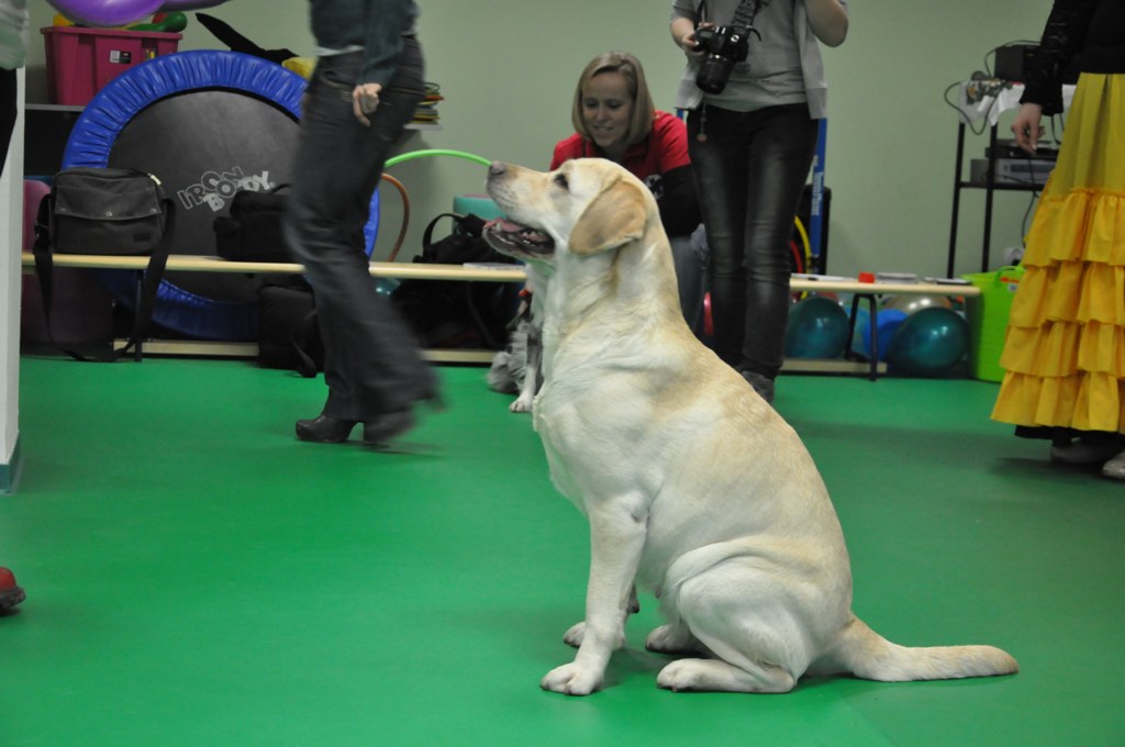 Psiakowy Bal Karnawałowy dla Dzieci