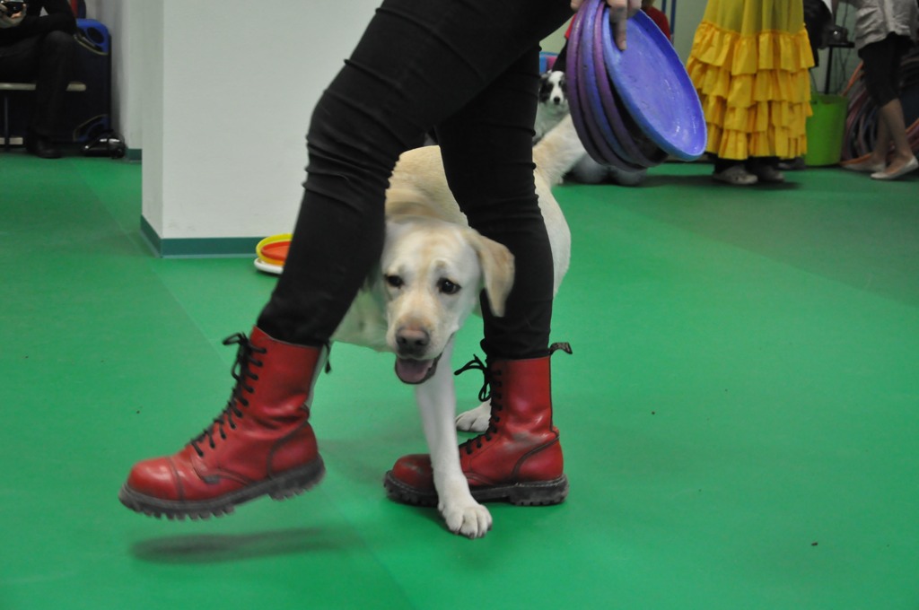 Psiakowy Bal Karnawałowy dla Dzieci