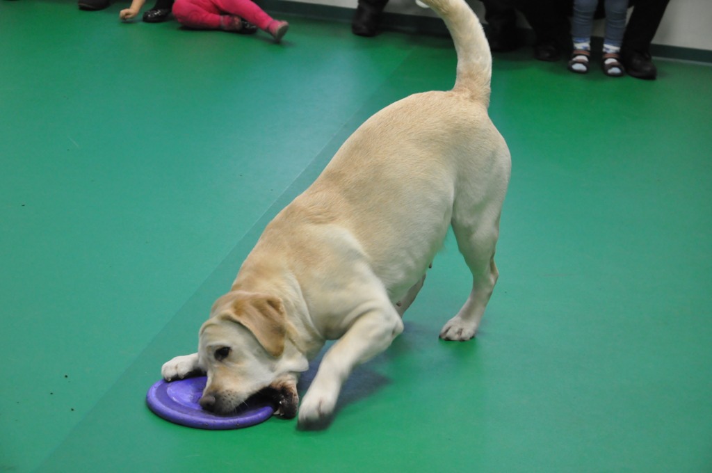 Psiakowy Bal Karnawałowy dla Dzieci