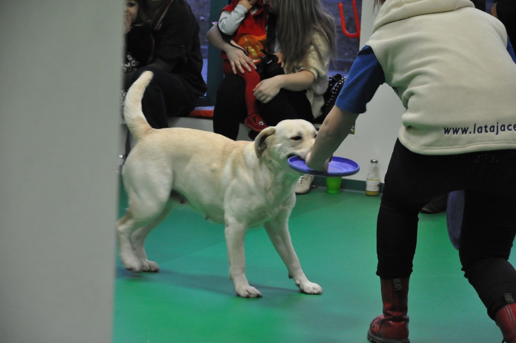 Psiakowy Bal Karnawałowy dla Dzieci