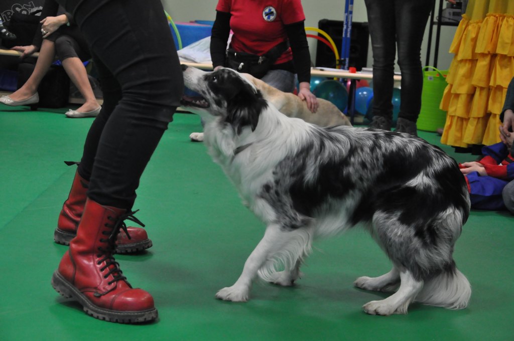 Psiakowy Bal Karnawałowy dla Dzieci