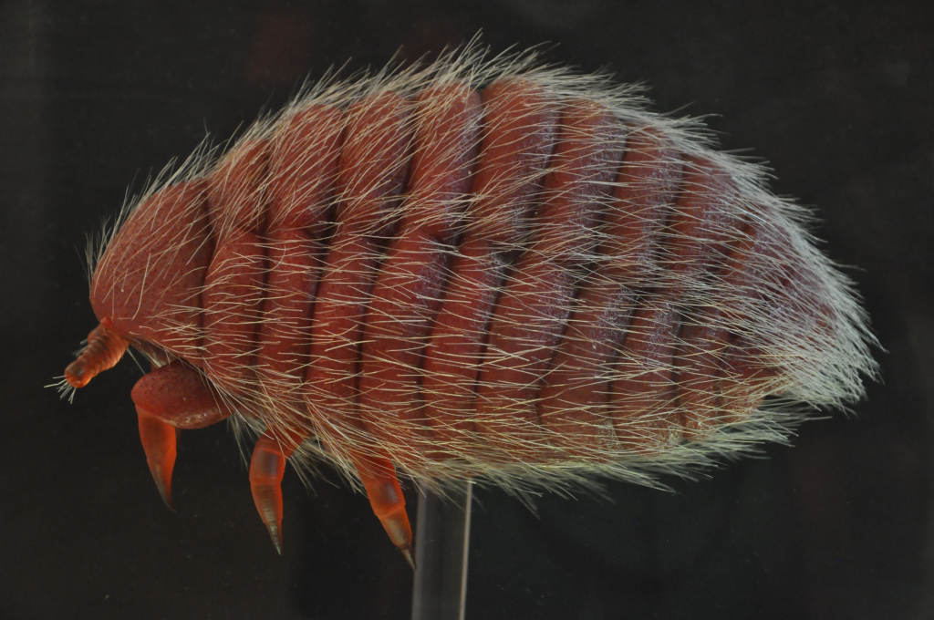 VIA REGIA - Szlak Wędrówki Gatunków w Muzeum Miedzi