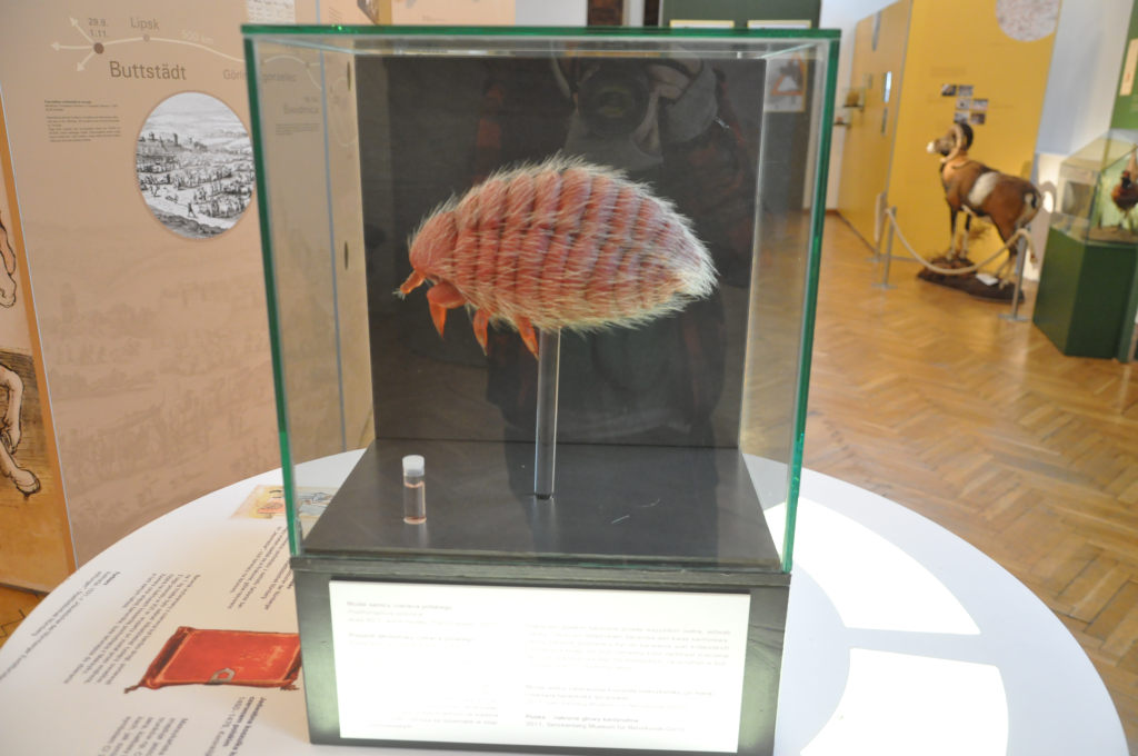 VIA REGIA - Szlak Wędrówki Gatunków w Muzeum Miedzi