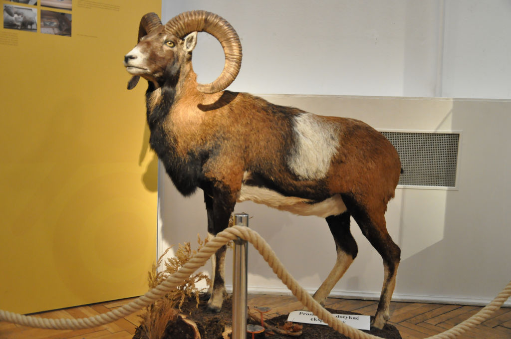 VIA REGIA - Szlak Wędrówki Gatunków w Muzeum Miedzi