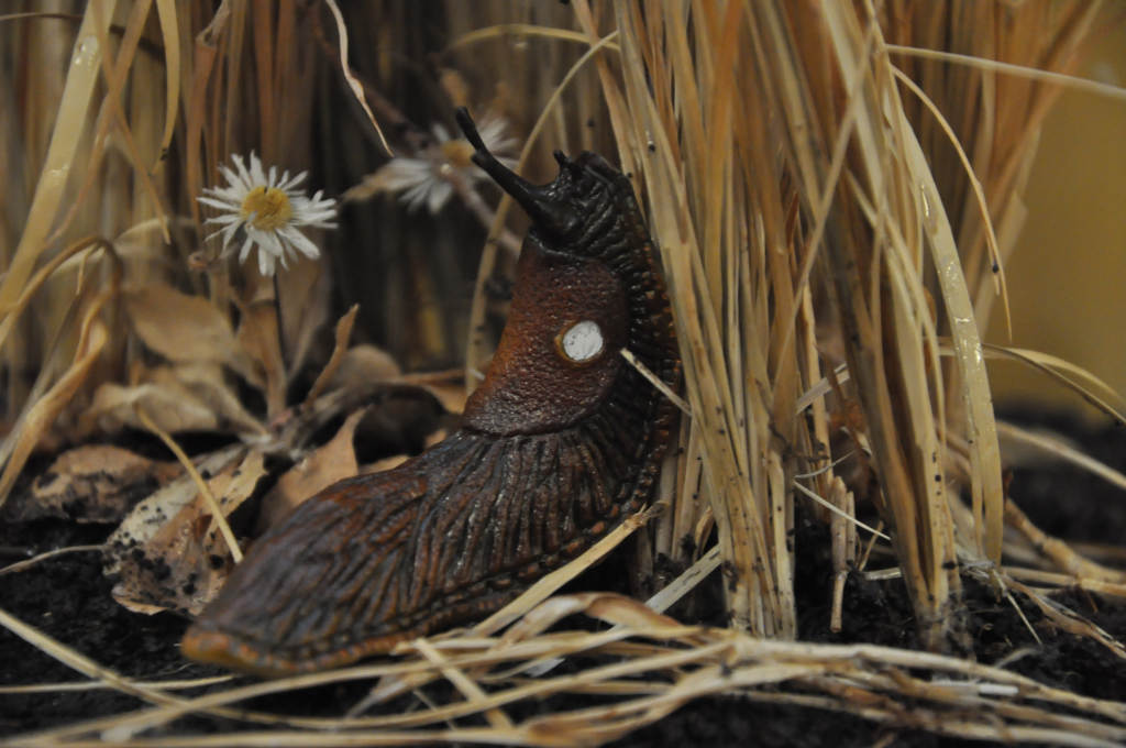 VIA REGIA - Szlak Wędrówki Gatunków w Muzeum Miedzi
