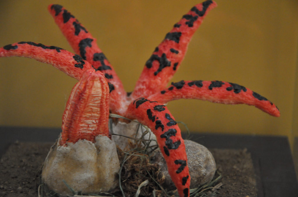 VIA REGIA - Szlak Wędrówki Gatunków w Muzeum Miedzi