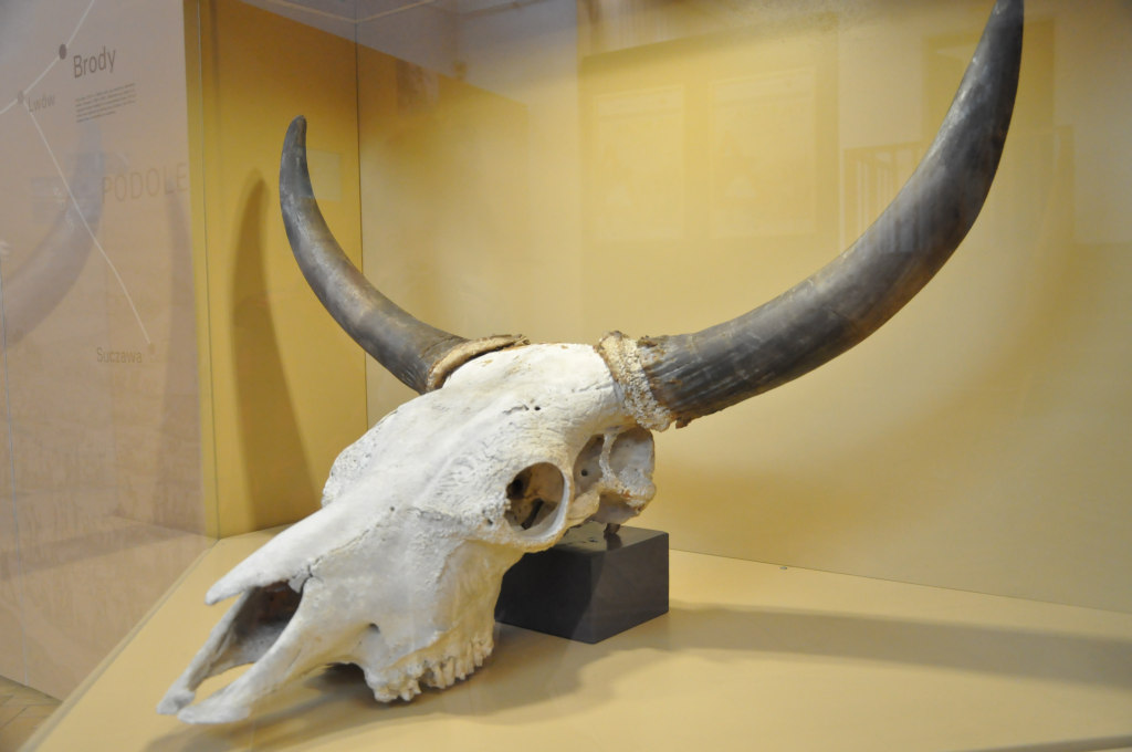 VIA REGIA - Szlak Wędrówki Gatunków w Muzeum Miedzi