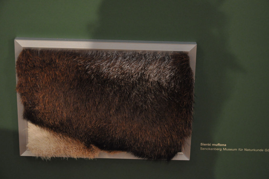 VIA REGIA - Szlak Wędrówki Gatunków w Muzeum Miedzi