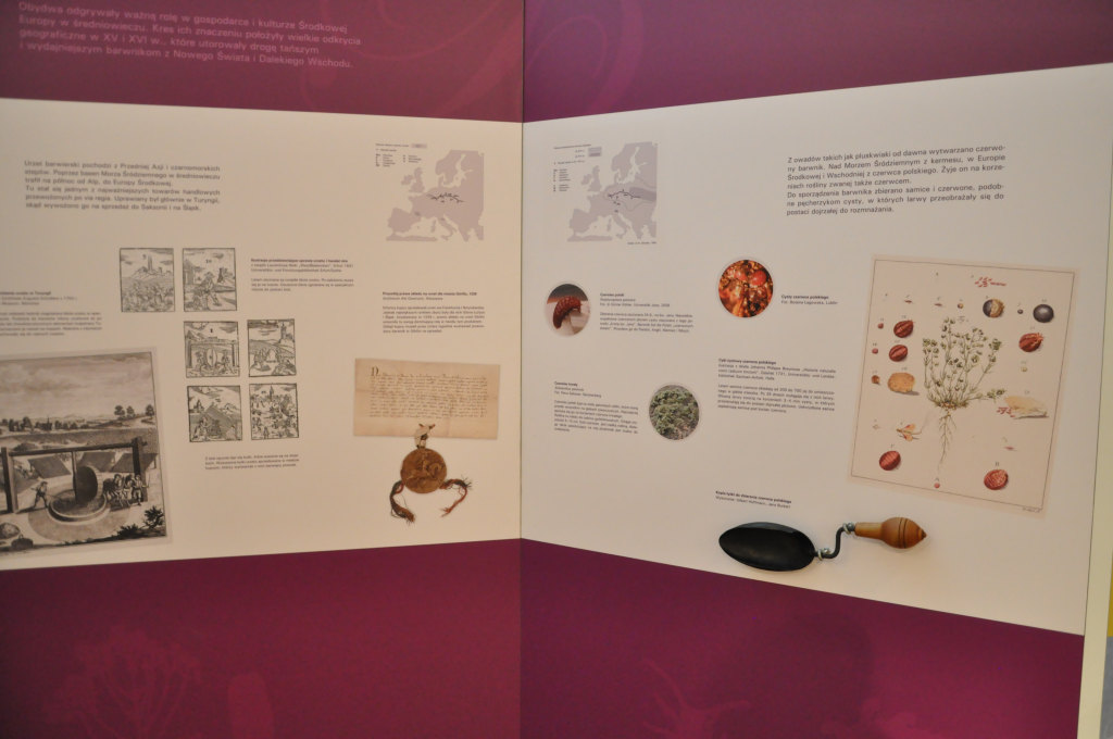 VIA REGIA - Szlak Wędrówki Gatunków w Muzeum Miedzi