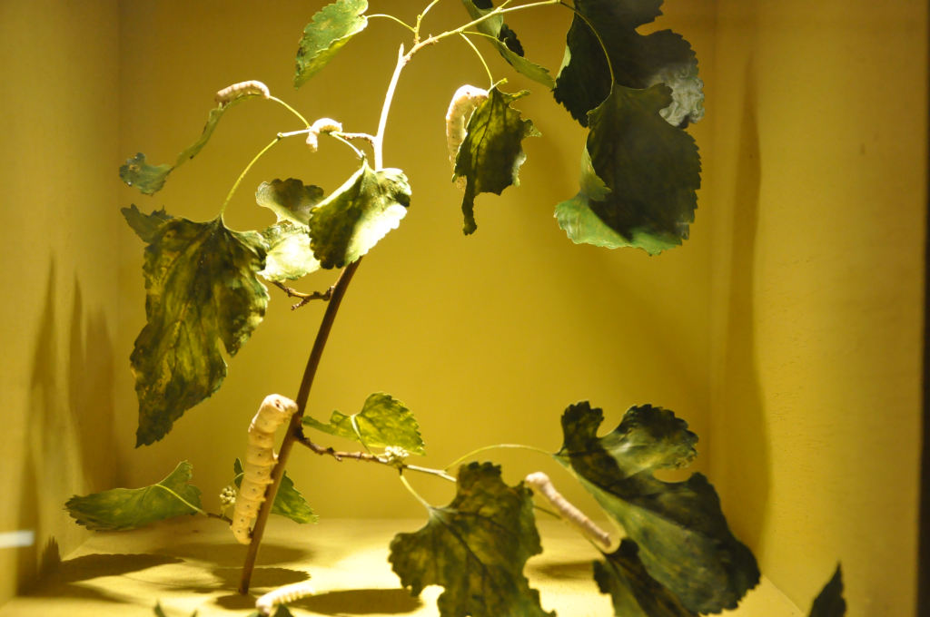 VIA REGIA - Szlak Wędrówki Gatunków w Muzeum Miedzi