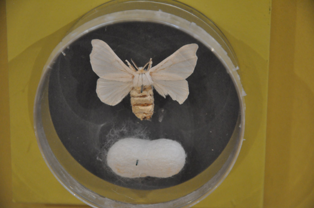 VIA REGIA - Szlak Wędrówki Gatunków w Muzeum Miedzi