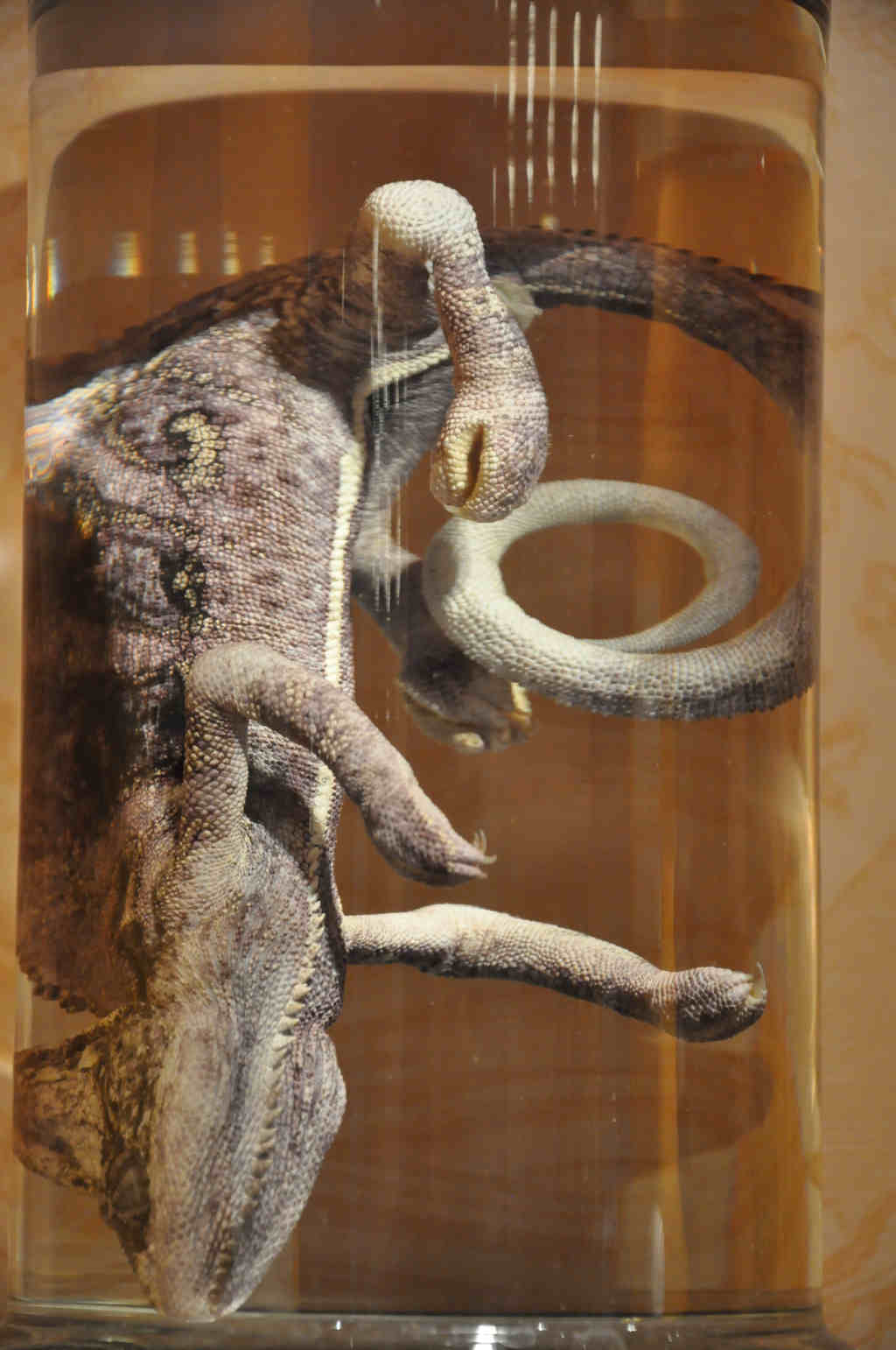 VIA REGIA - Szlak Wędrówki Gatunków w Muzeum Miedzi