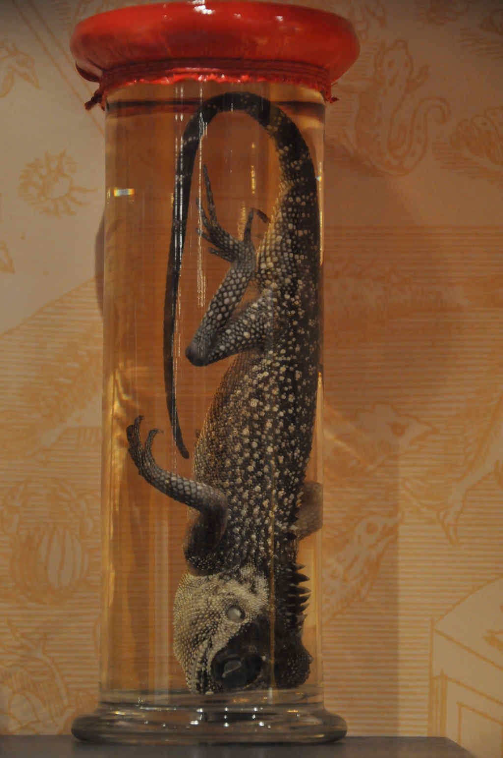 VIA REGIA - Szlak Wędrówki Gatunków w Muzeum Miedzi