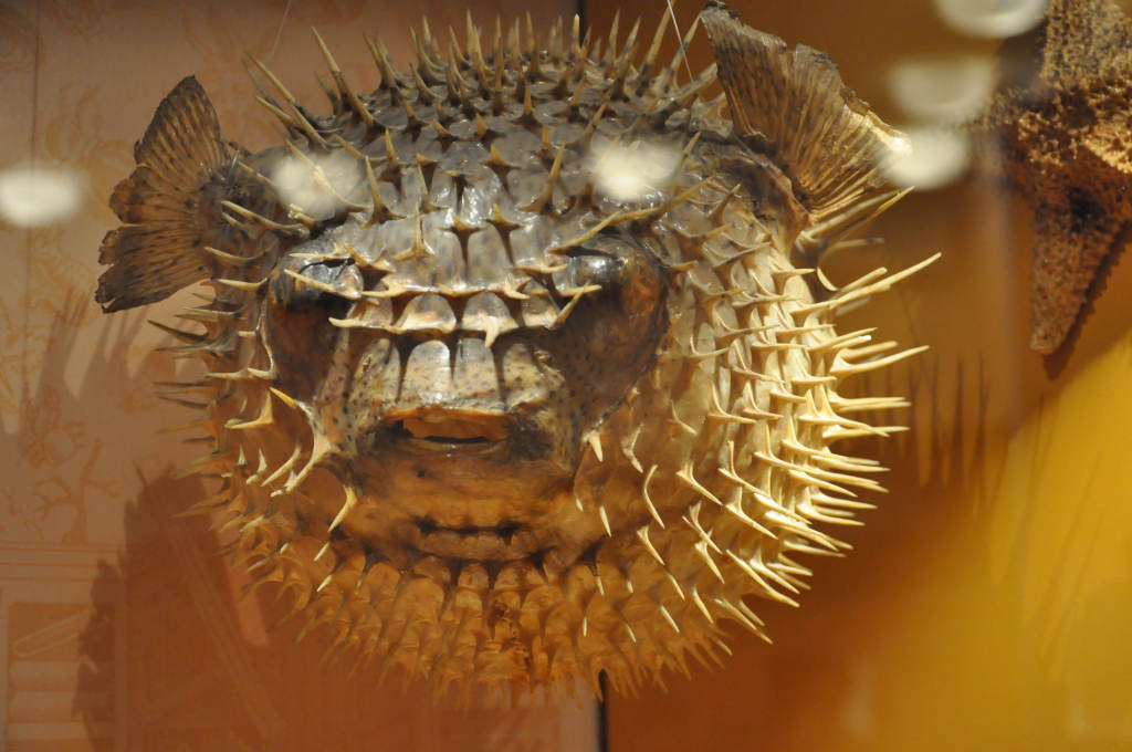 VIA REGIA - Szlak Wędrówki Gatunków w Muzeum Miedzi