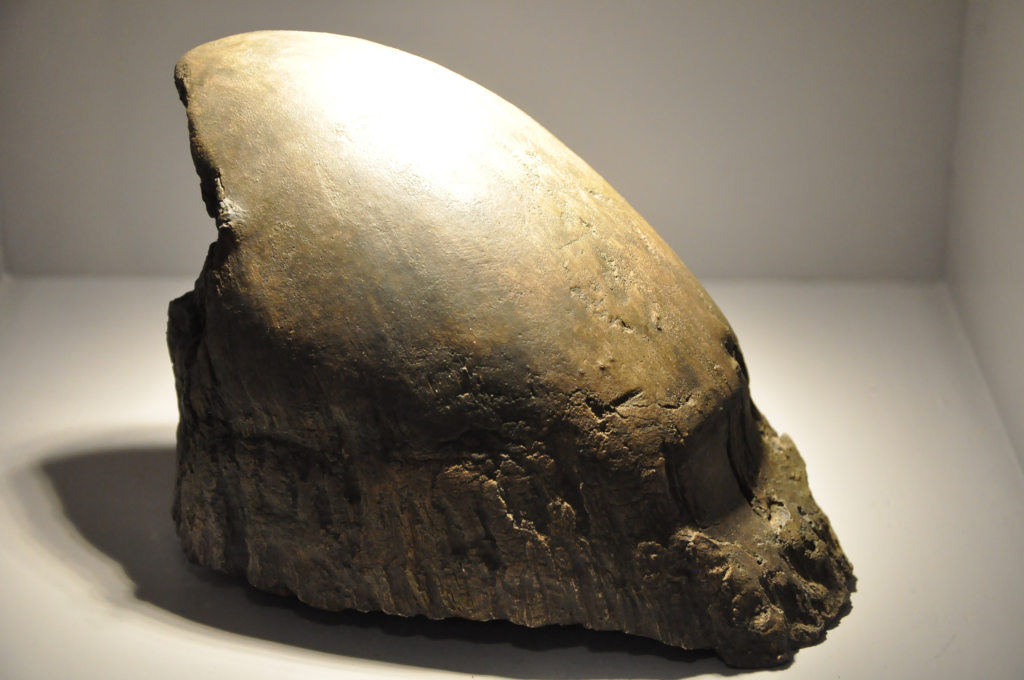 VIA REGIA - Szlak Wędrówki Gatunków w Muzeum Miedzi