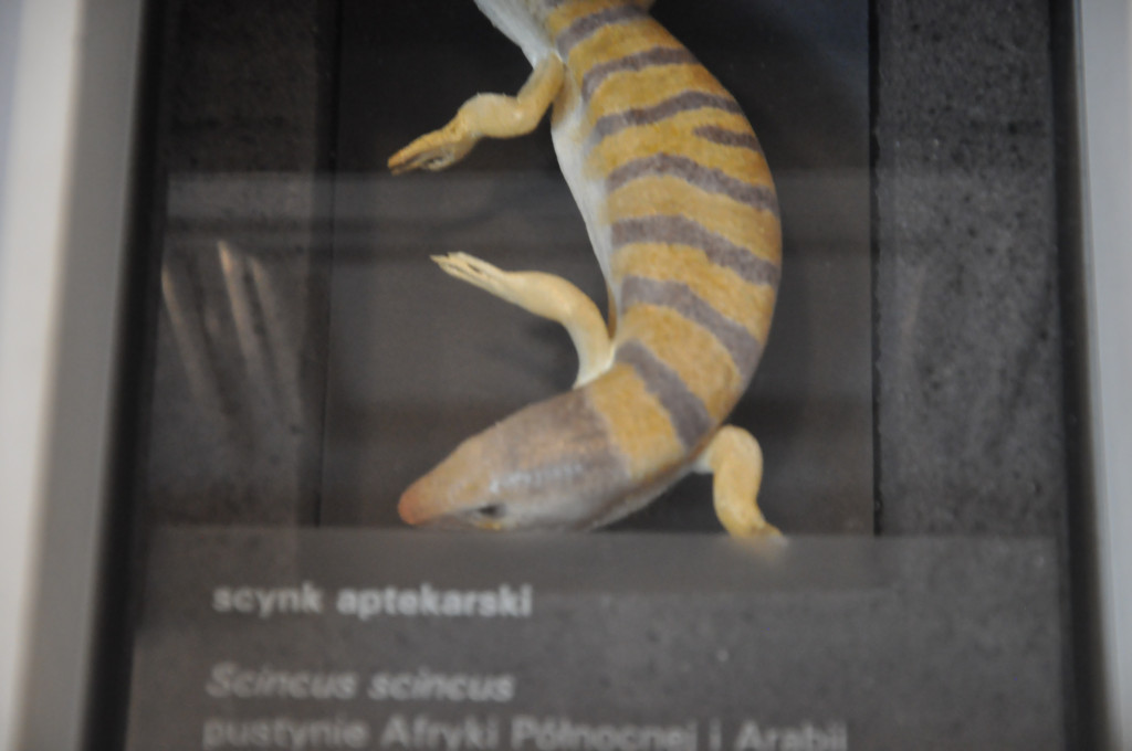 VIA REGIA - Szlak Wędrówki Gatunków w Muzeum Miedzi