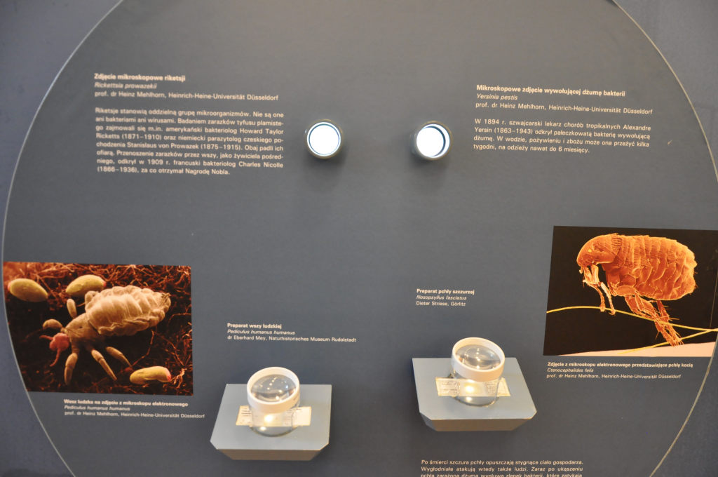 VIA REGIA - Szlak Wędrówki Gatunków w Muzeum Miedzi