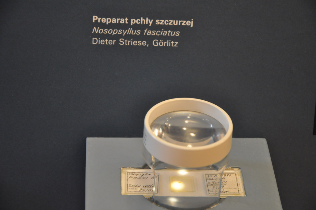 VIA REGIA - Szlak Wędrówki Gatunków w Muzeum Miedzi