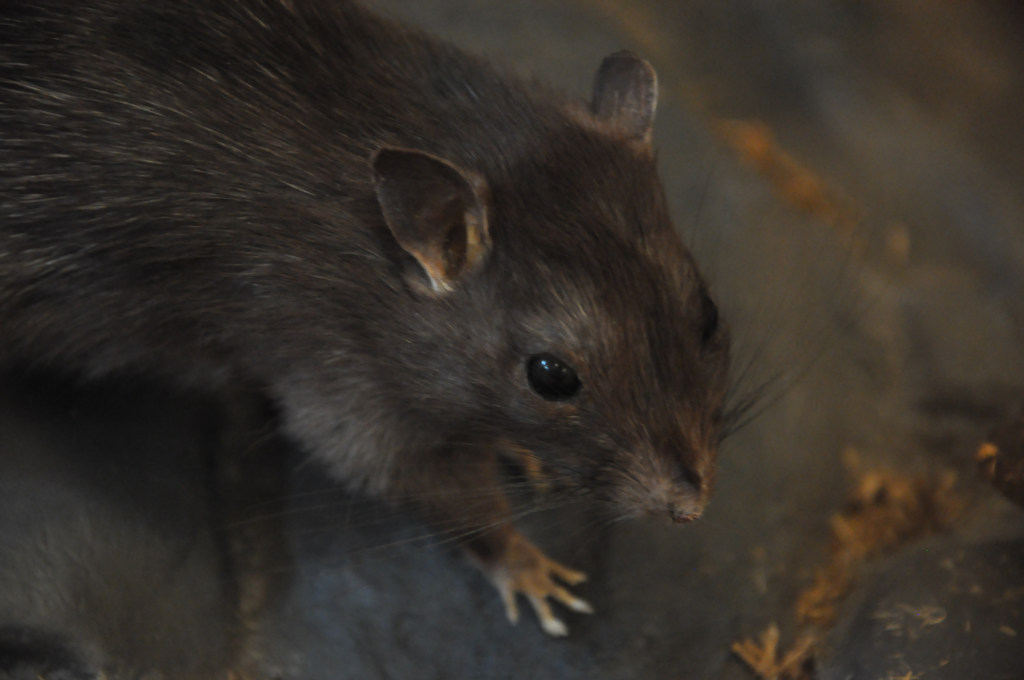 VIA REGIA - Szlak Wędrówki Gatunków w Muzeum Miedzi