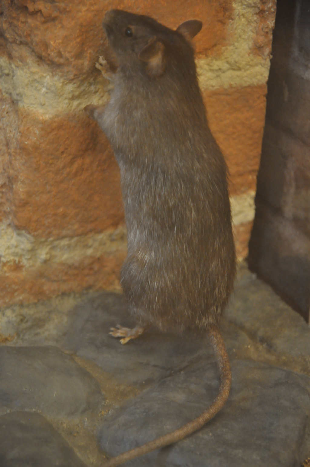 VIA REGIA - Szlak Wędrówki Gatunków w Muzeum Miedzi