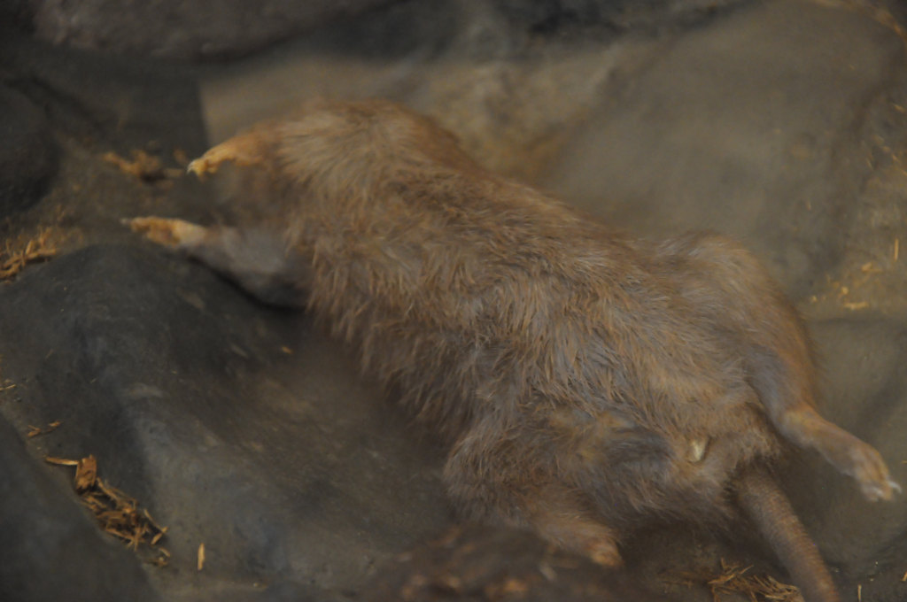 VIA REGIA - Szlak Wędrówki Gatunków w Muzeum Miedzi