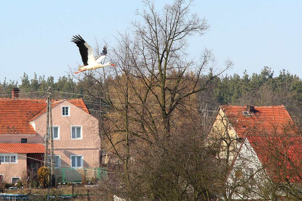 Gdzie ta wiosna panie bocianie?