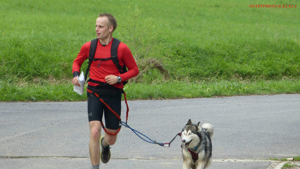 Zawody dogtrekkingowe w Złotoryi