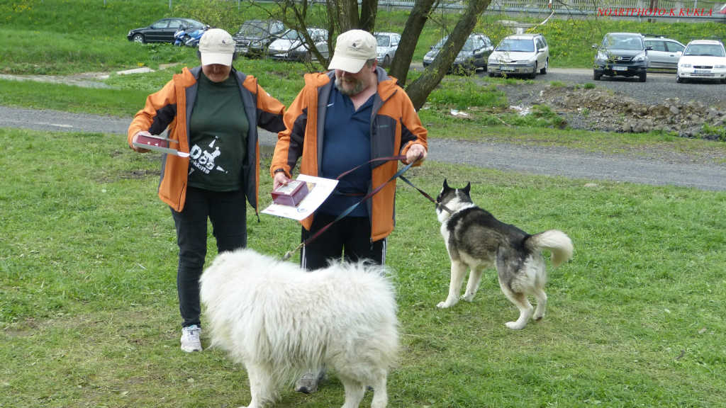 Zawody dogtrekkingowe w Złotoryi