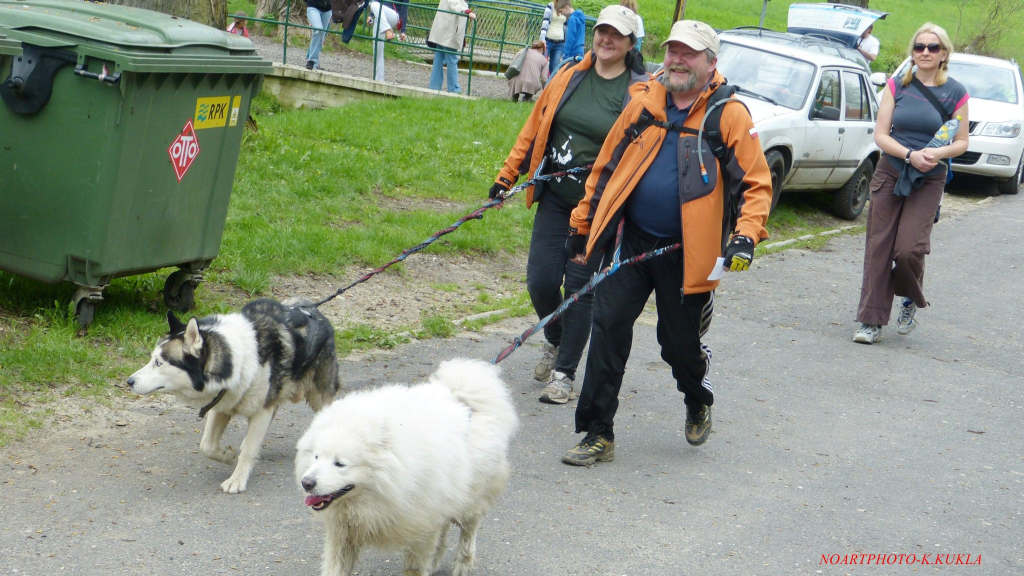 Zawody dogtrekkingowe w Złotoryi