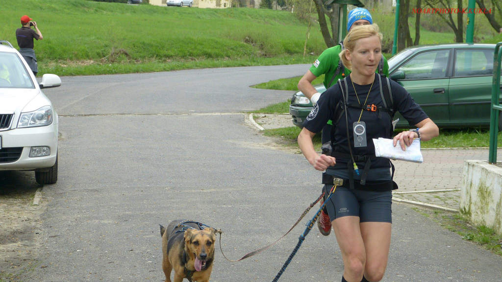 Zawody dogtrekkingowe w Złotoryi