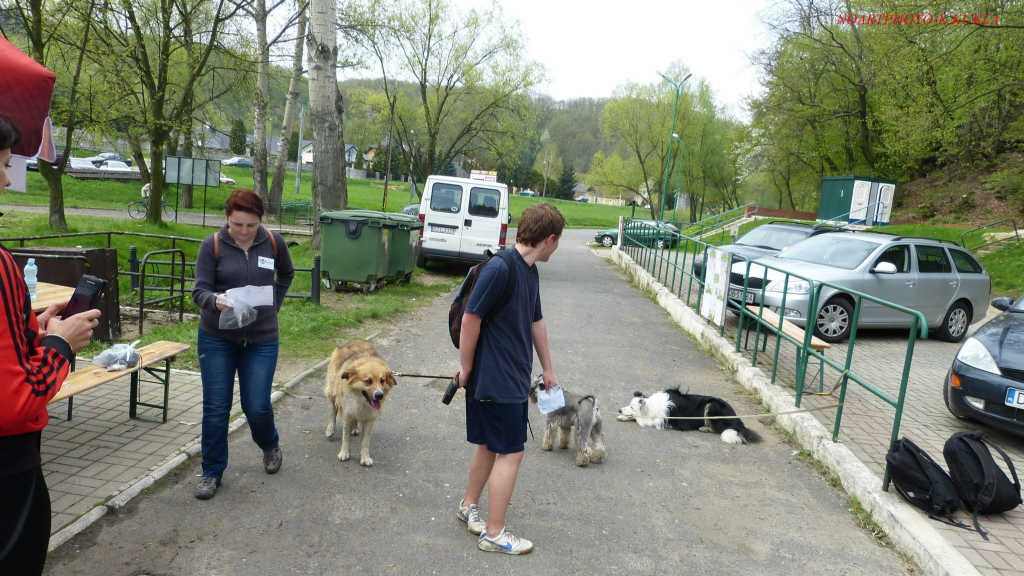 Zawody dogtrekkingowe w Złotoryi
