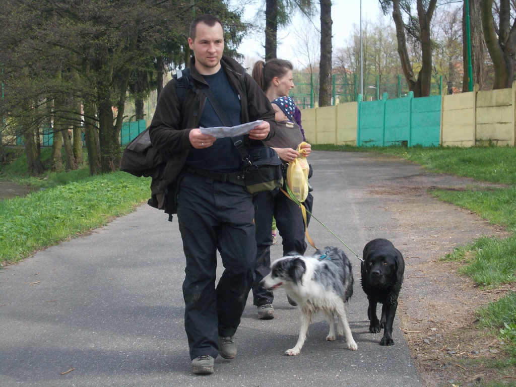 Zawody dogtrekkingowe w Złotoryi