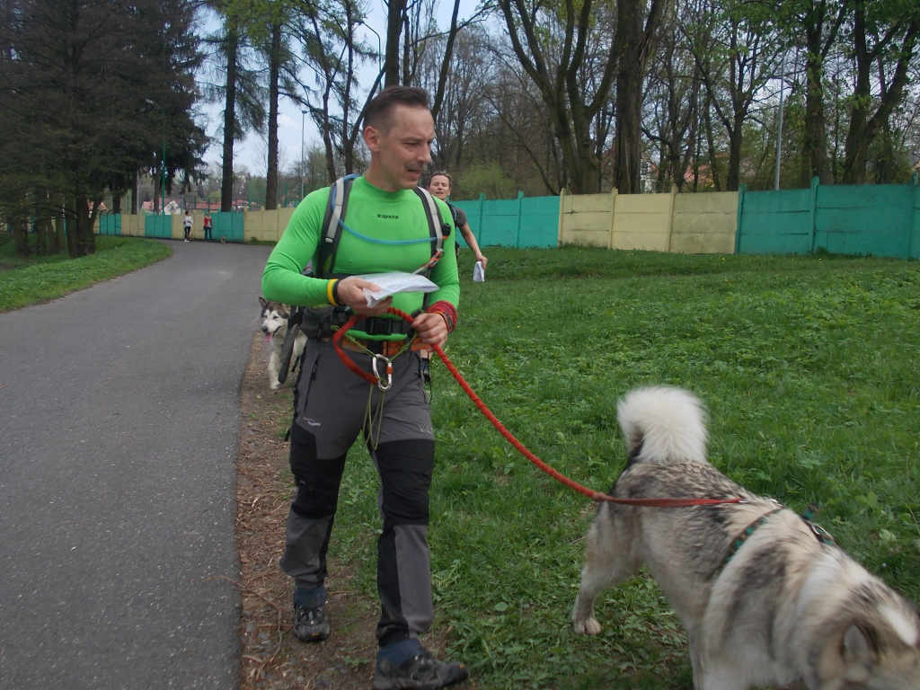 Zawody dogtrekkingowe w Złotoryi