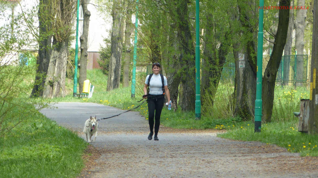 Zawody dogtrekkingowe w Złotoryi