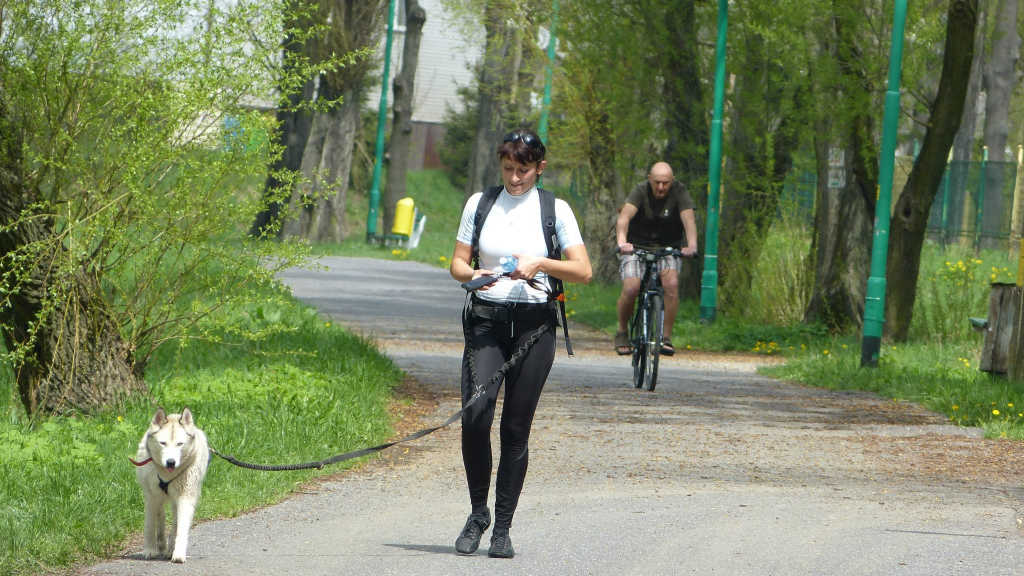 Zawody dogtrekkingowe w Złotoryi
